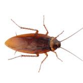 Cockroach