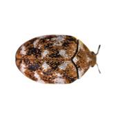 Carpet Beetle