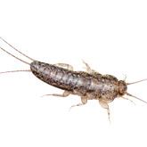 Silverfish